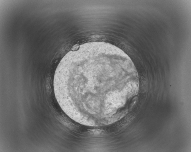 X0000066540654200604141907