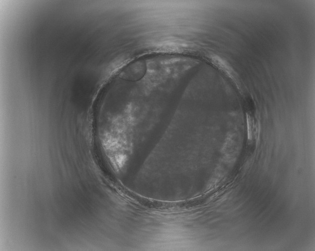 X0000066540675200604141906