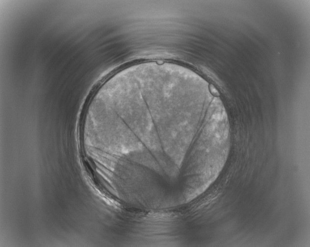 X0000066540840200604141903