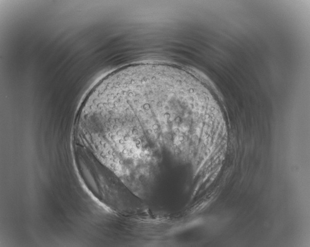 X0000066540855200604141903
