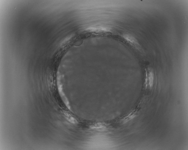 X0000066540966200604141901