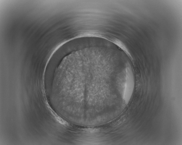 X0000066540996200604141901