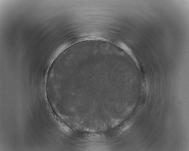 X0000066541002200604141900