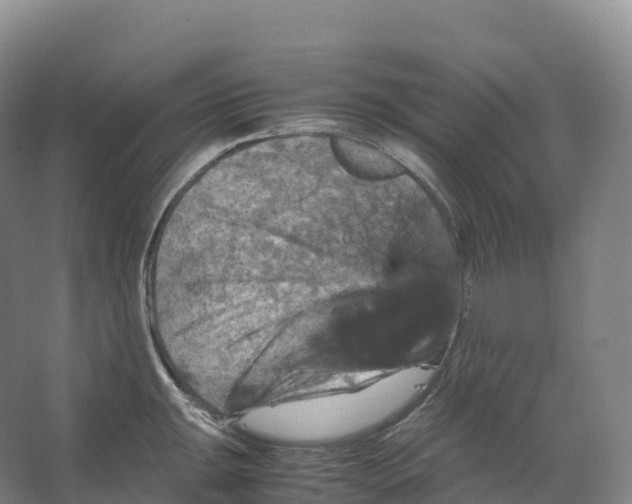 X0000066541047200604141900