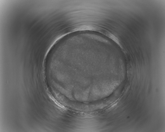 X0000066541116200604141858