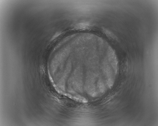 X0000066541206200604141856