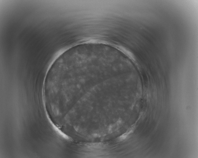 X0000066541247200604141857