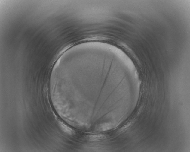 X0000066541425200604141854