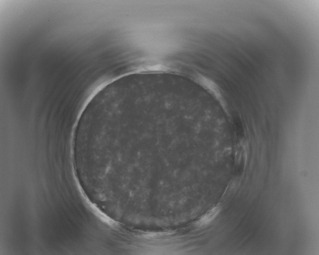 X0000066541483200604141852