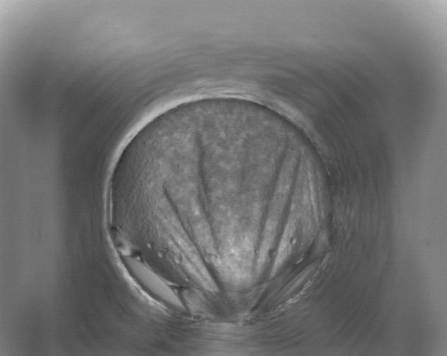 X0000066541520200604141852