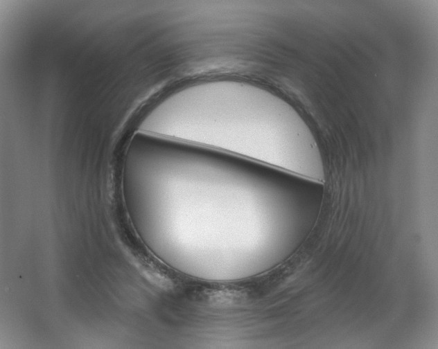 X0000066930400200603240914