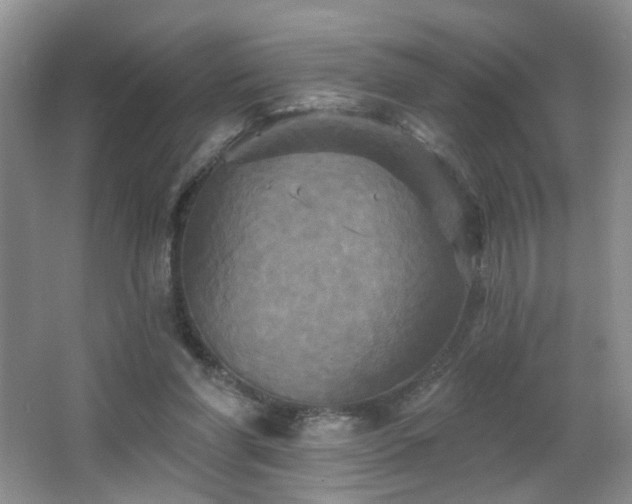 X0000066930206200603241125