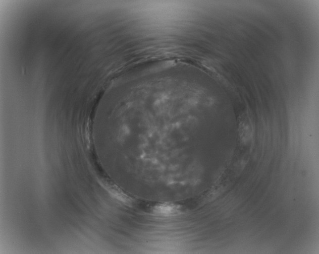 X0000066930375200603241122