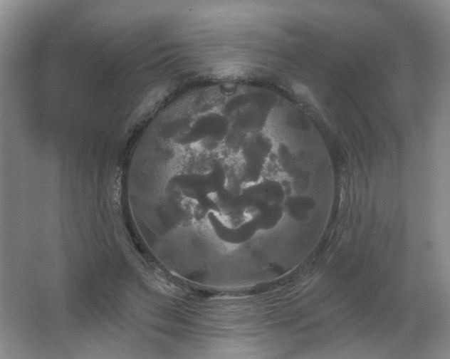 X0000066930495200603241120