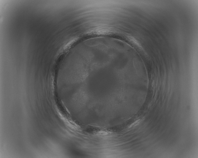 X0000066930542200603241118