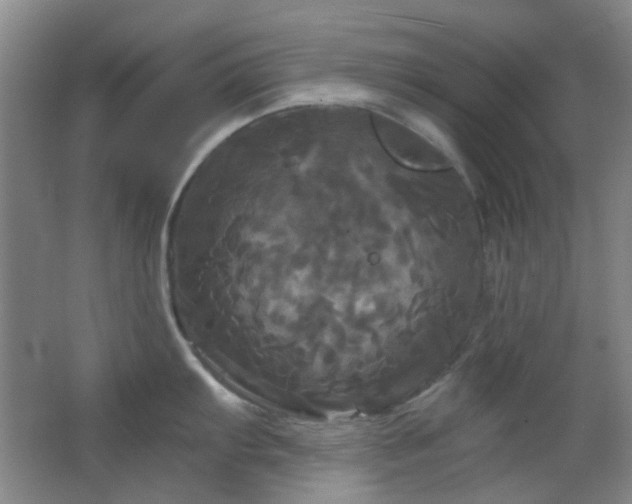 X0000066931103200603241109