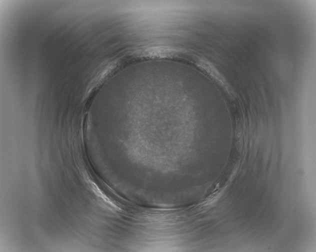 X0000066930585200603271113