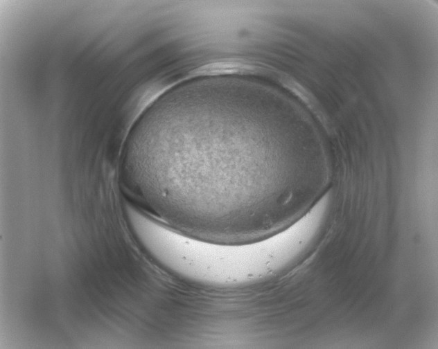 X0000066931465200603271058