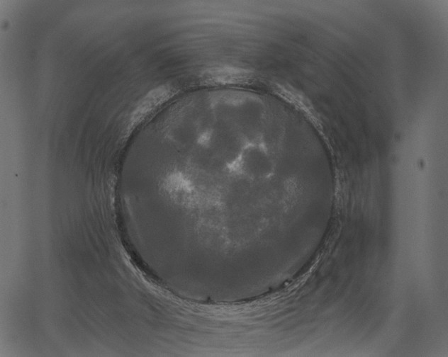 X0000066930010200603311403