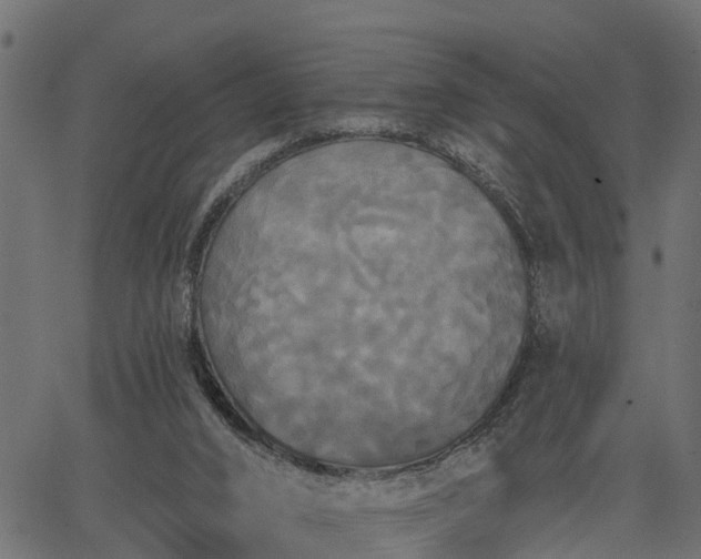 X0000066930016200603311403