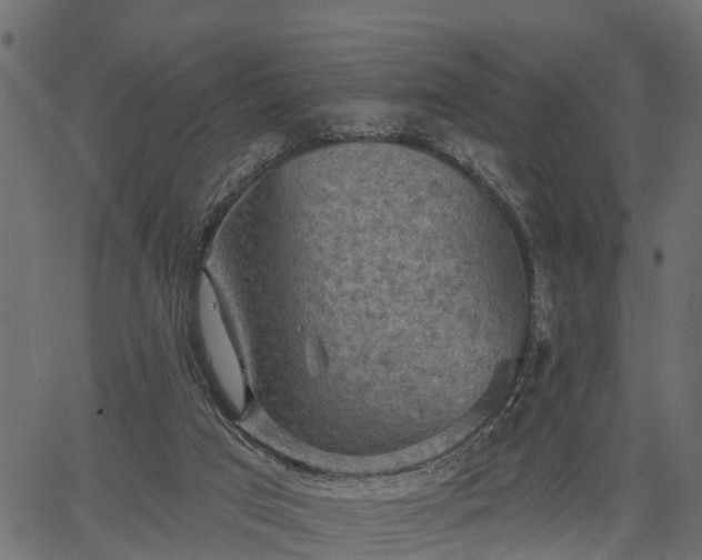 X0000066930017200603311403