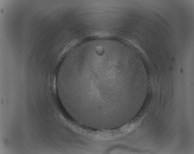 X0000066930024200603311403