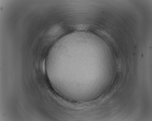 X0000066930028200603311403