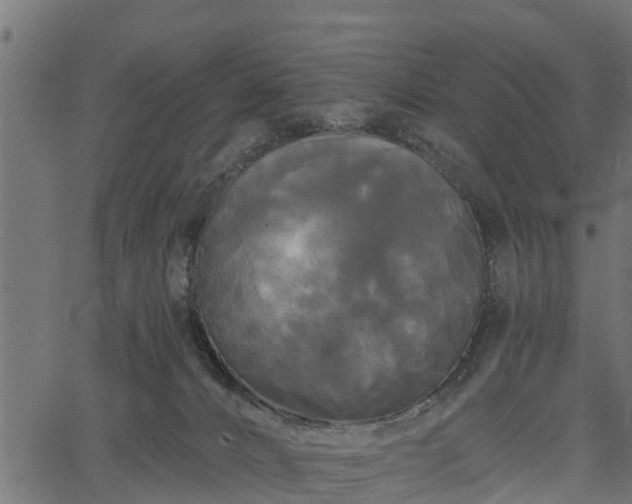 X0000066930032200603311403