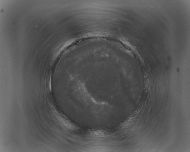 X0000066930062200603311402