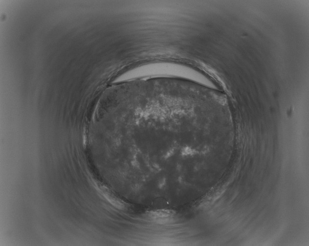 X0000066930069200603311402