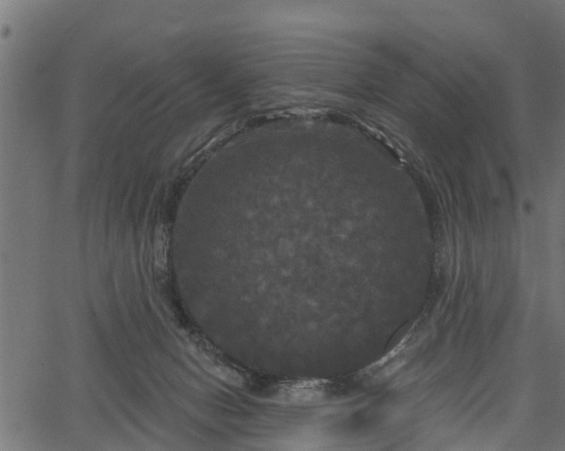 X0000066930078200603311402