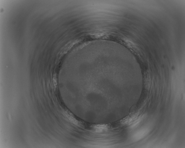 X0000066930085200603311403