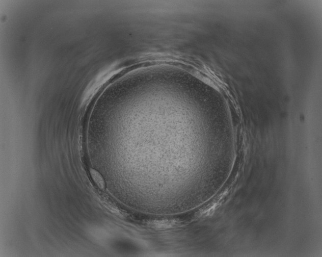 X0000066930103200603311402