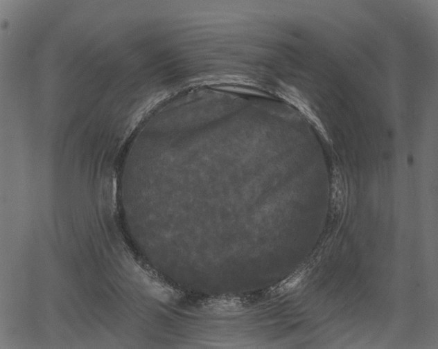 X0000066930110200603311402