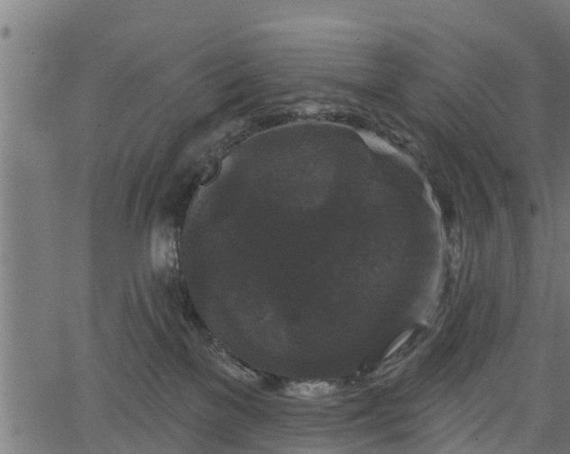 X0000066930137200603311401