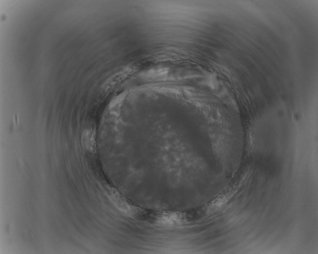 X0000066930177200603311401