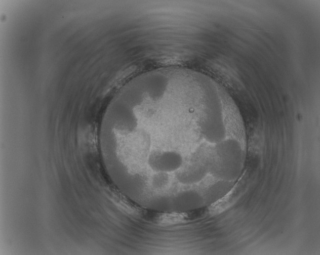 X0000066930179200603311401