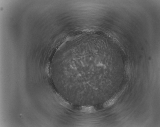 X0000066930185200603311401