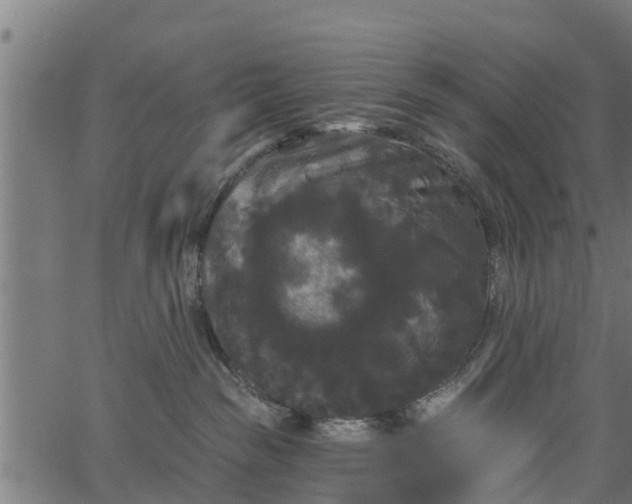 X0000066930189200603311401