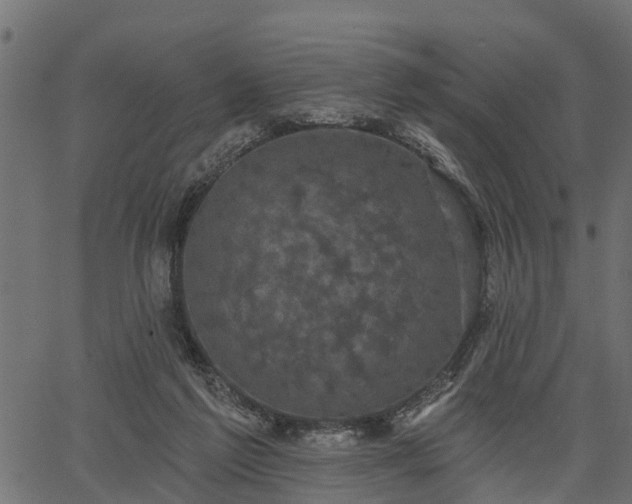 X0000066930213200603311400