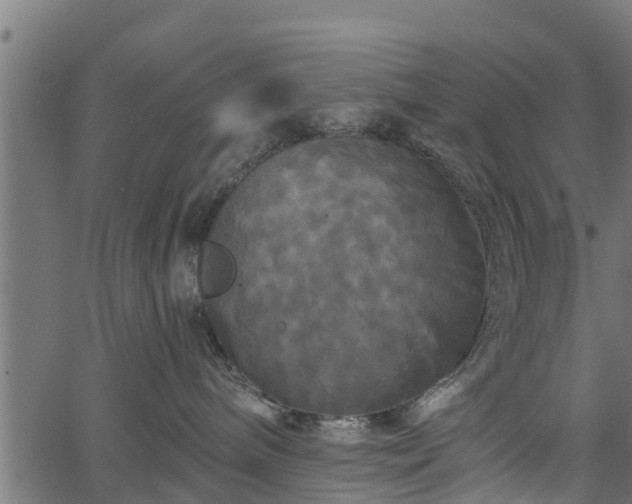 X0000066930240200603311400