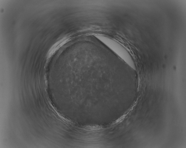 X0000066930245200603311359