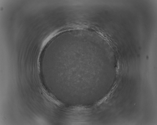 X0000066930246200603311359