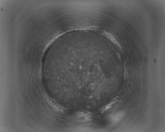 X0000066930346200603311357