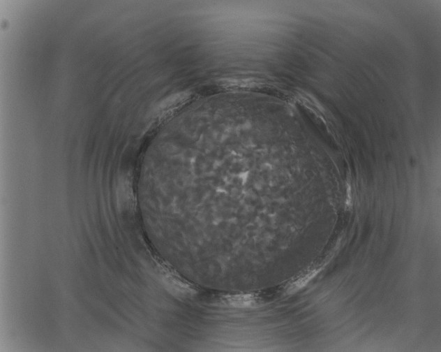 X0000066930377200603311358