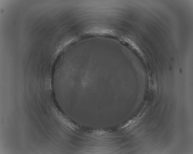 X0000066930399200603311357