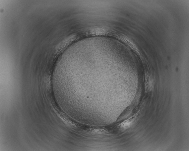 X0000066930401200603311357