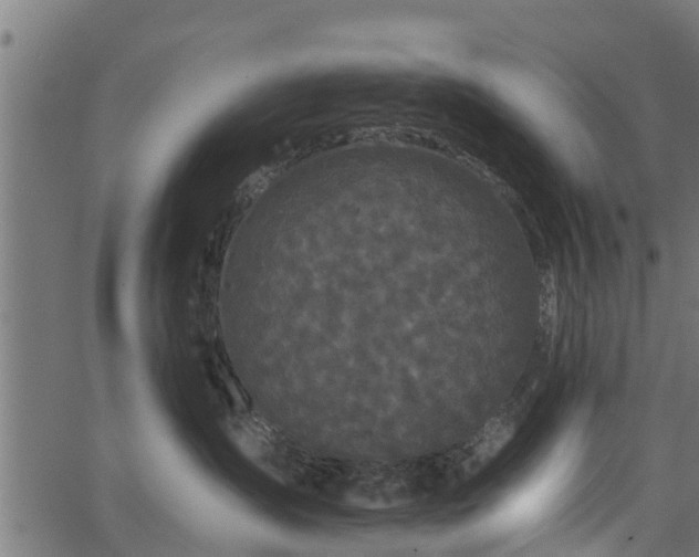 X0000066930431200603311356