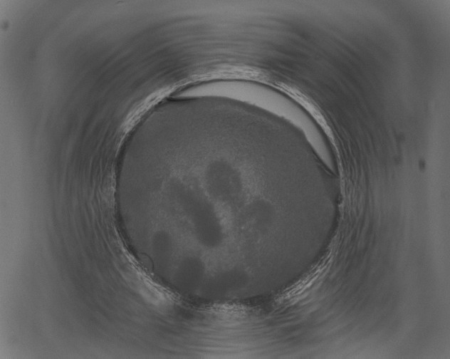 X0000066930437200603311356