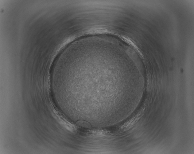 X0000066930439200603311356